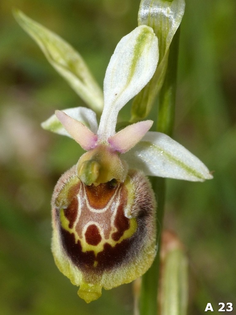 Ophrys dinarica (=Ophrys personata)  in Abruzzo